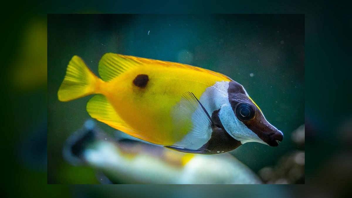 Top 10 Foxface Rabbitfish 2027 — figure 7