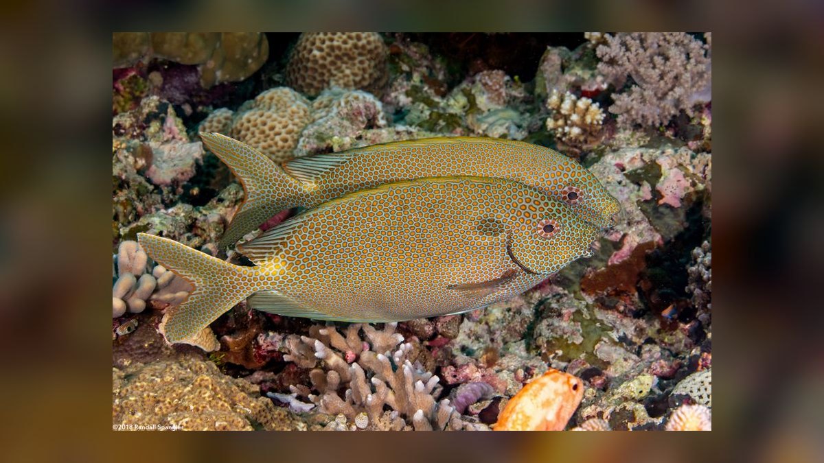 Top 10 Foxface Rabbitfish 2027 — figure 8