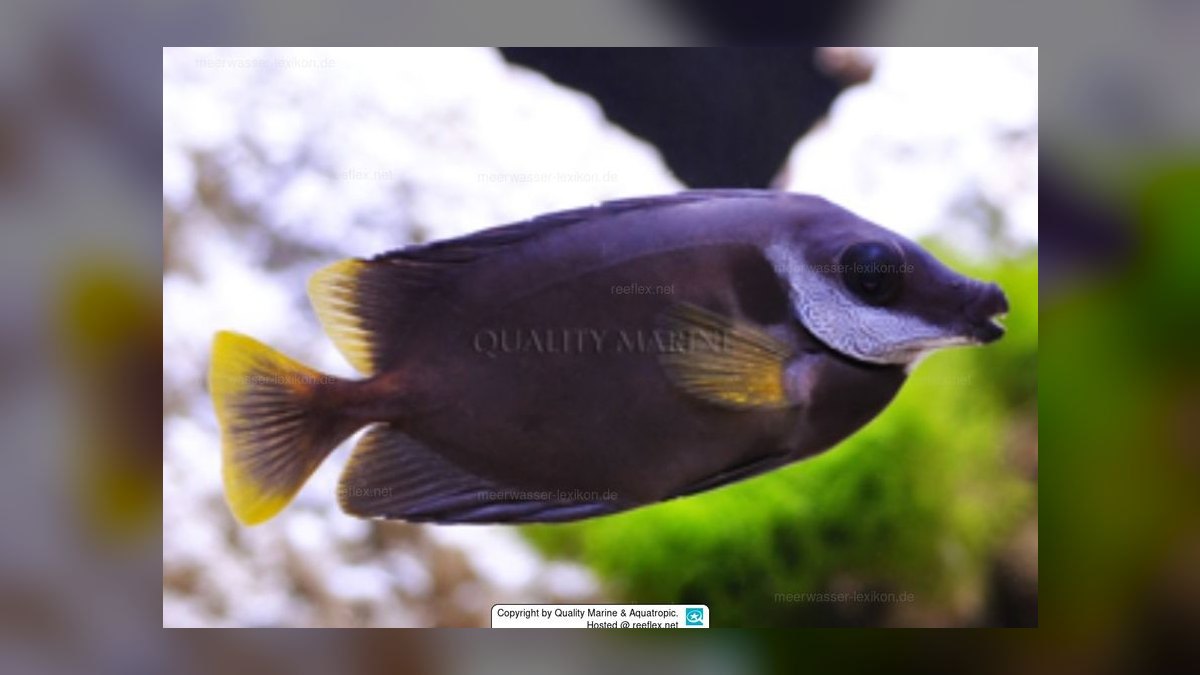 Top 10 Foxface Rabbitfish 2027 — figure 9