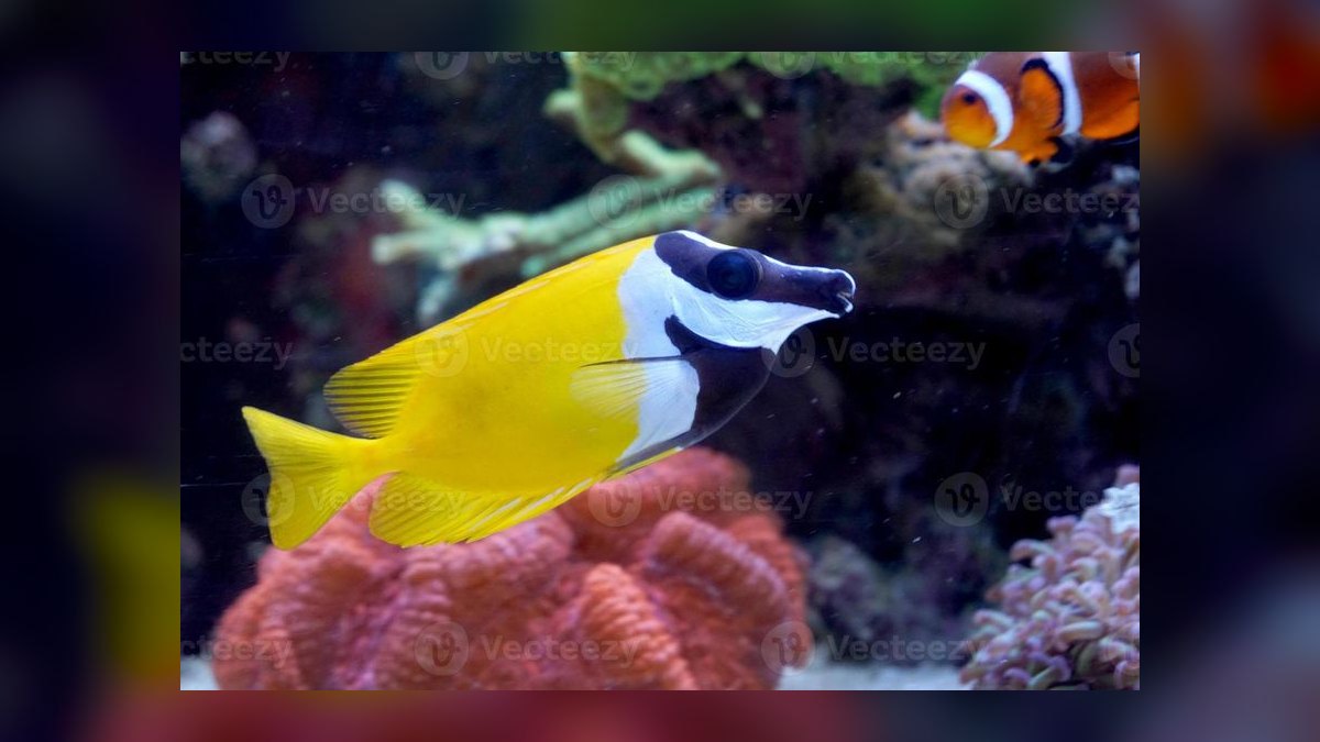 Top 10 Foxface Rabbitfish 2027