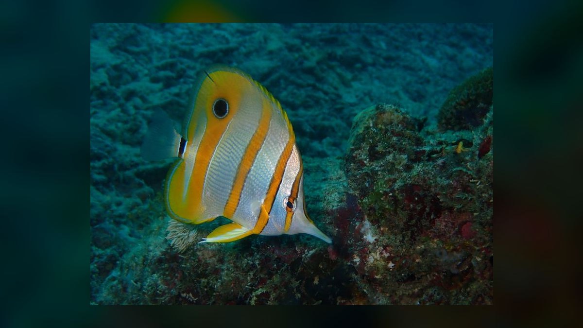 Top 10 Copperband Butterflyfish 2027 — figure 1
