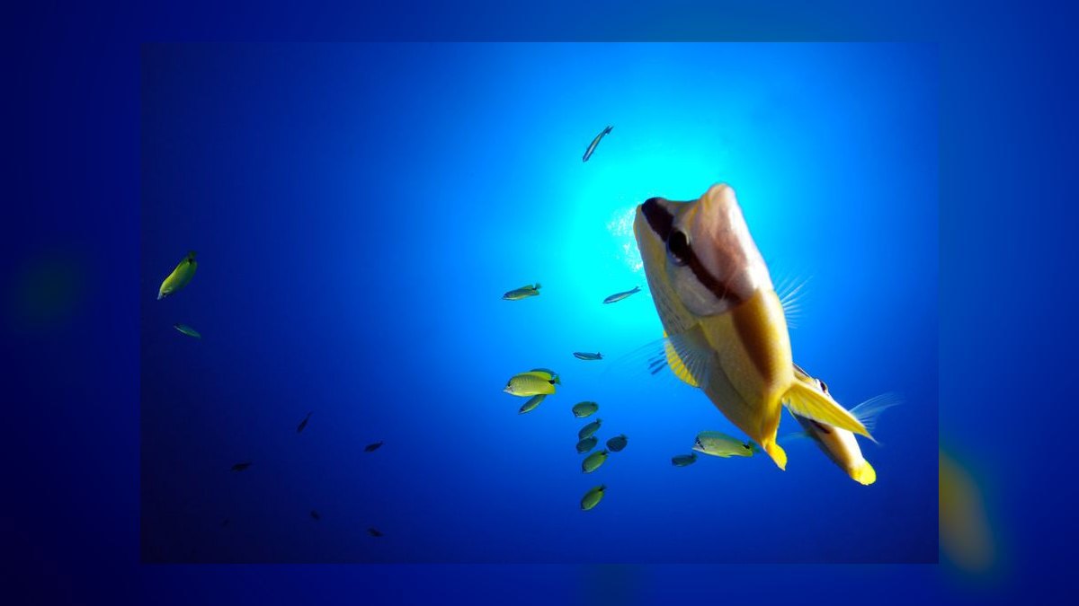 Top 10 Copperband Butterflyfish 2027 — figure 10