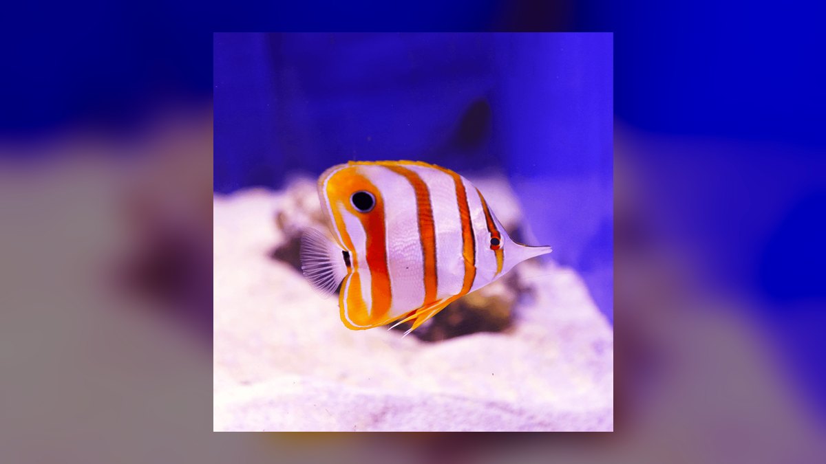 Top 10 Copperband Butterflyfish 2027 — figure 2