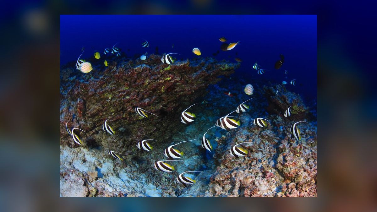 Top 10 Copperband Butterflyfish 2027 — figure 3