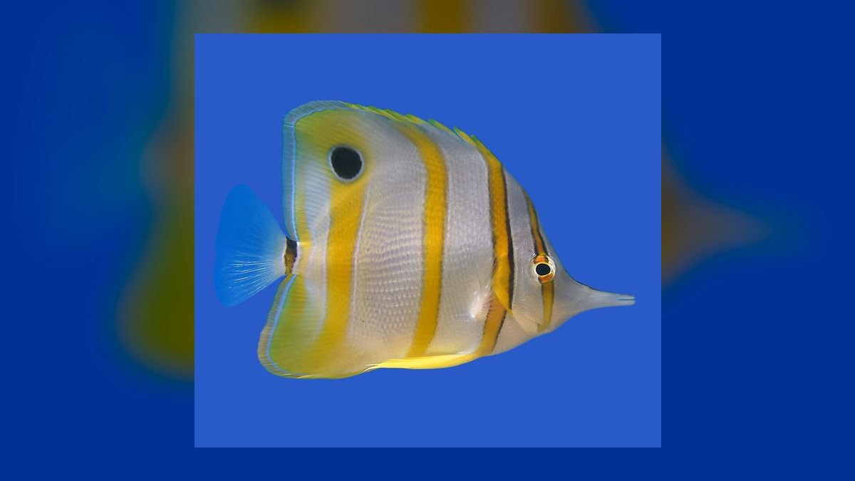Top 10 Copperband Butterflyfish 2027 — figure 4