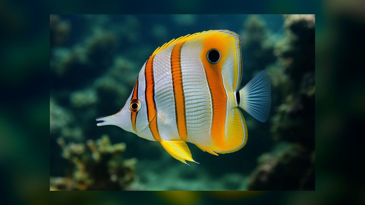 Top 10 Copperband Butterflyfish 2027 — figure 5