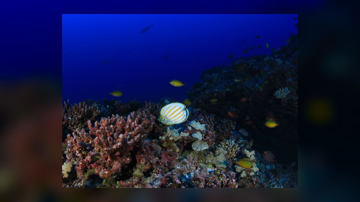 Top 10 Copperband Butterflyfish 2027 — figure 6