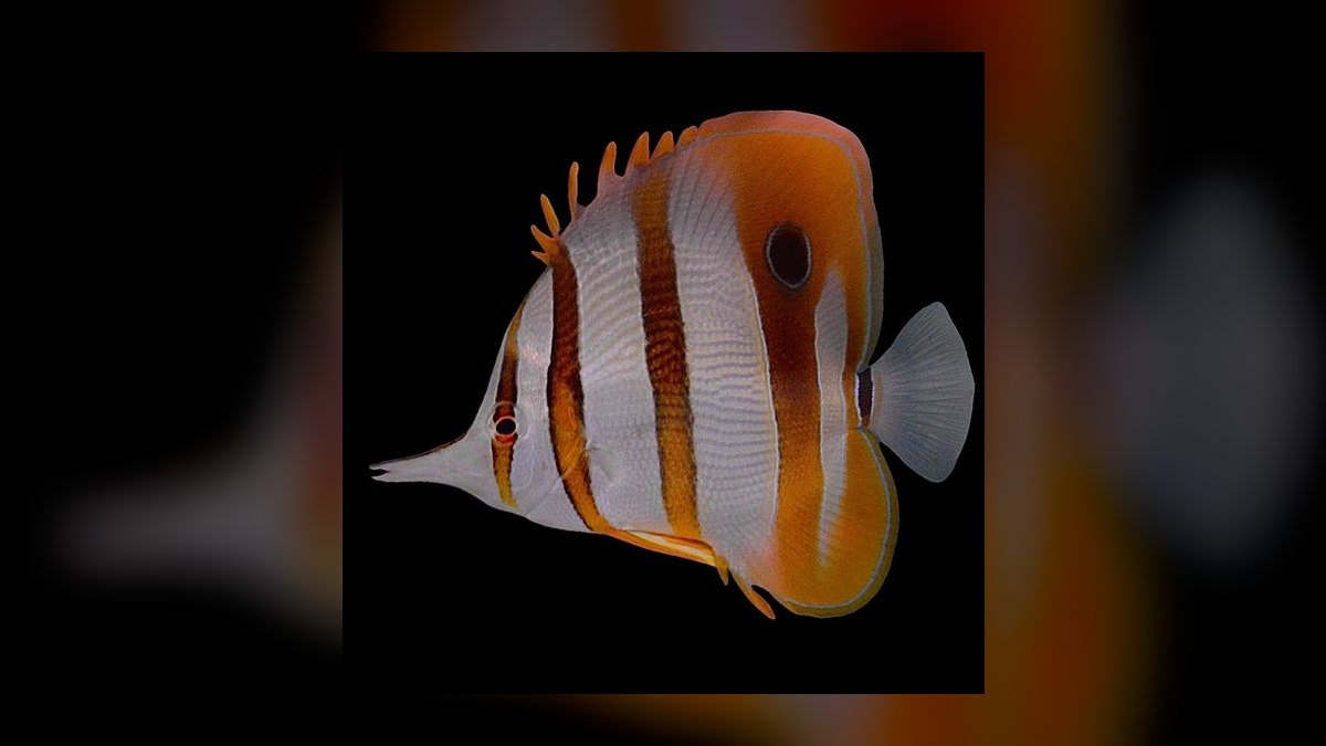 Top 10 Copperband Butterflyfish 2027 — figure 8