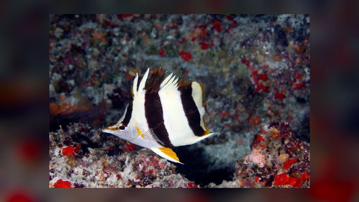 Top 10 Copperband Butterflyfish 2027 — figure 9