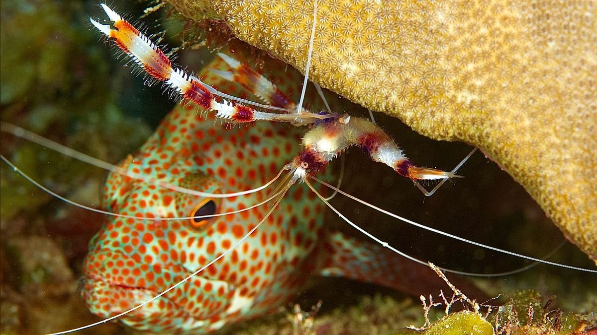 Top 10 Cleaner Shrimp Species 2027 — figure 1