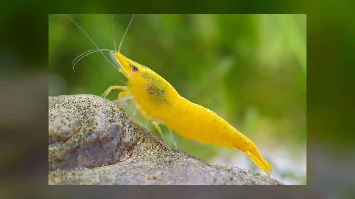 Top 10 Cleaner Shrimp Species 2027 — figure 10