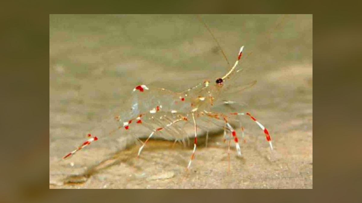 Top 10 Cleaner Shrimp Species 2027 — figure 7