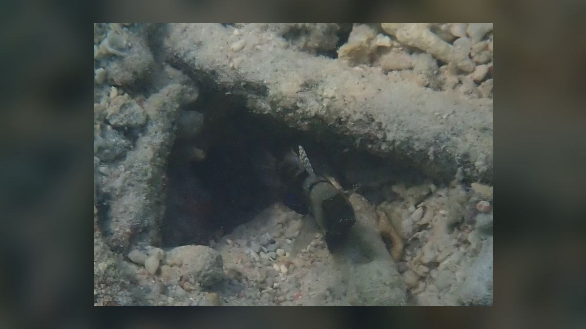 Top 10 Cleaner Shrimp Species 2027 — figure 8