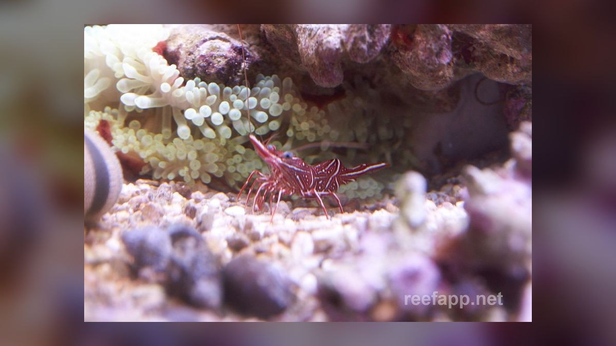 Top 10 Cleaner Shrimp Species 2027 — figure 9