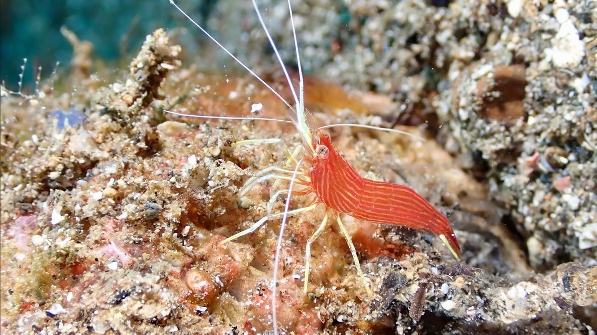Top 10 Cleaner Shrimp Species 2027