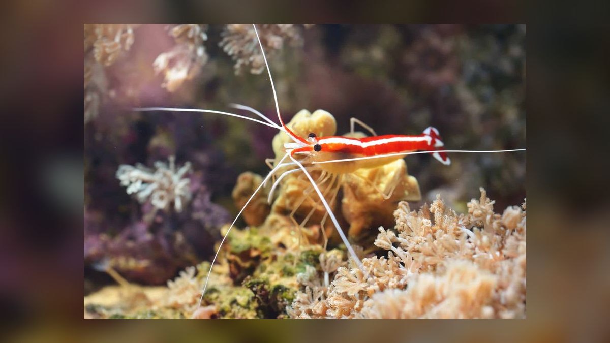 Top 10 Cleaner Shrimp Species 2027