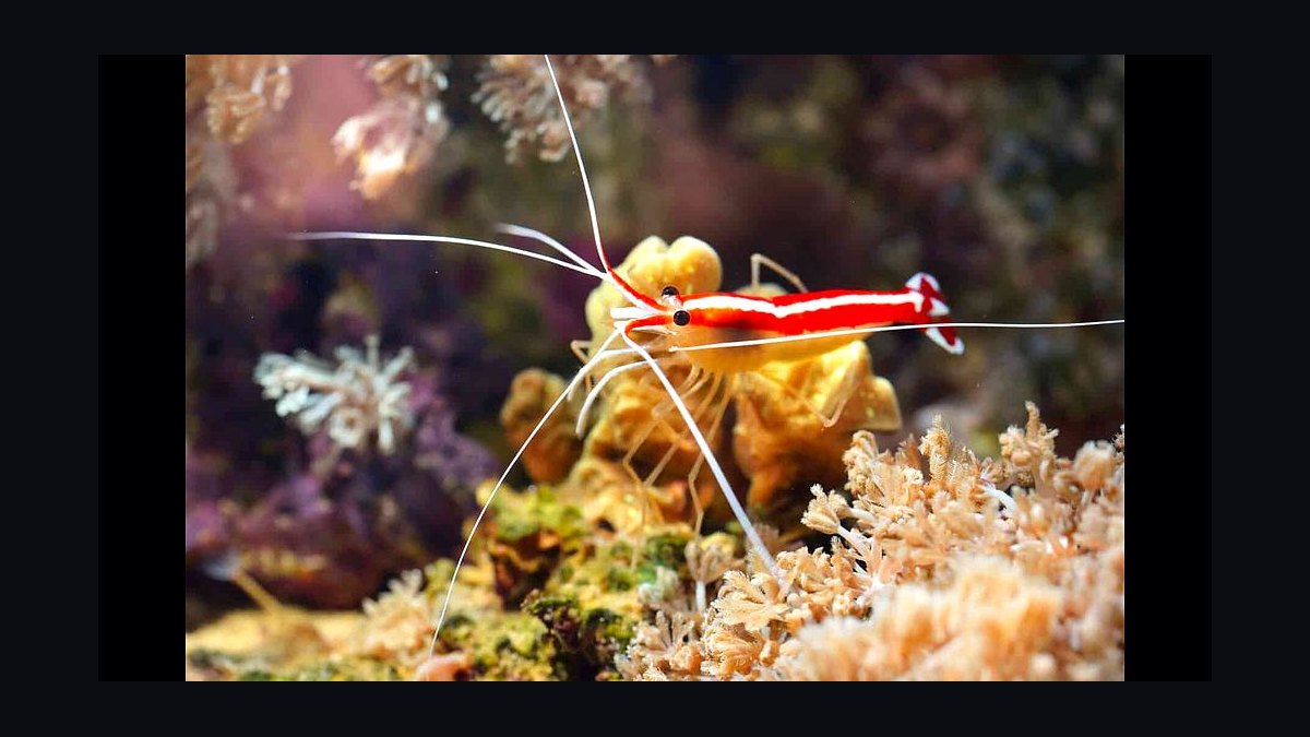 Top 10 Cleaner Shrimp Species 2027