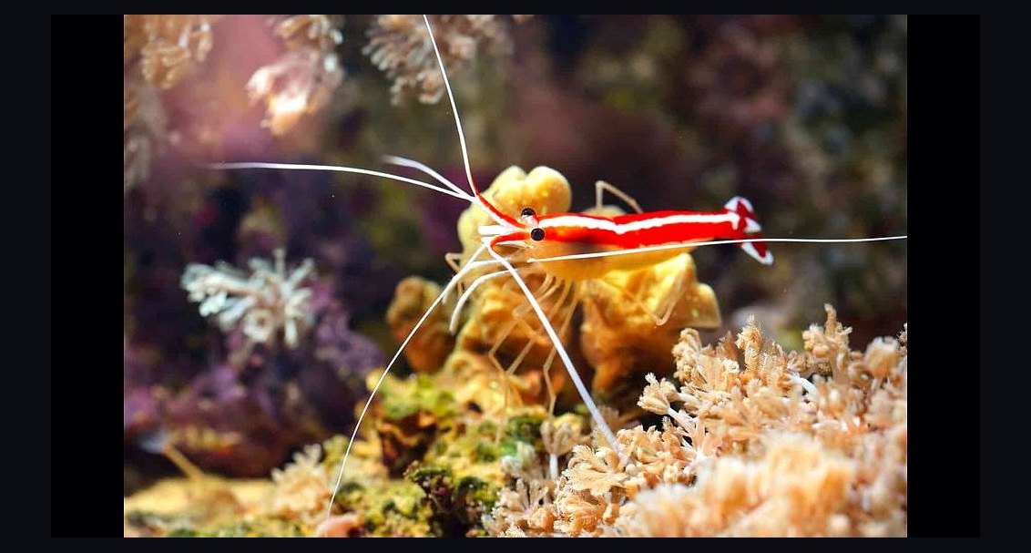 Top 10 Cleaner Shrimp Species 2027