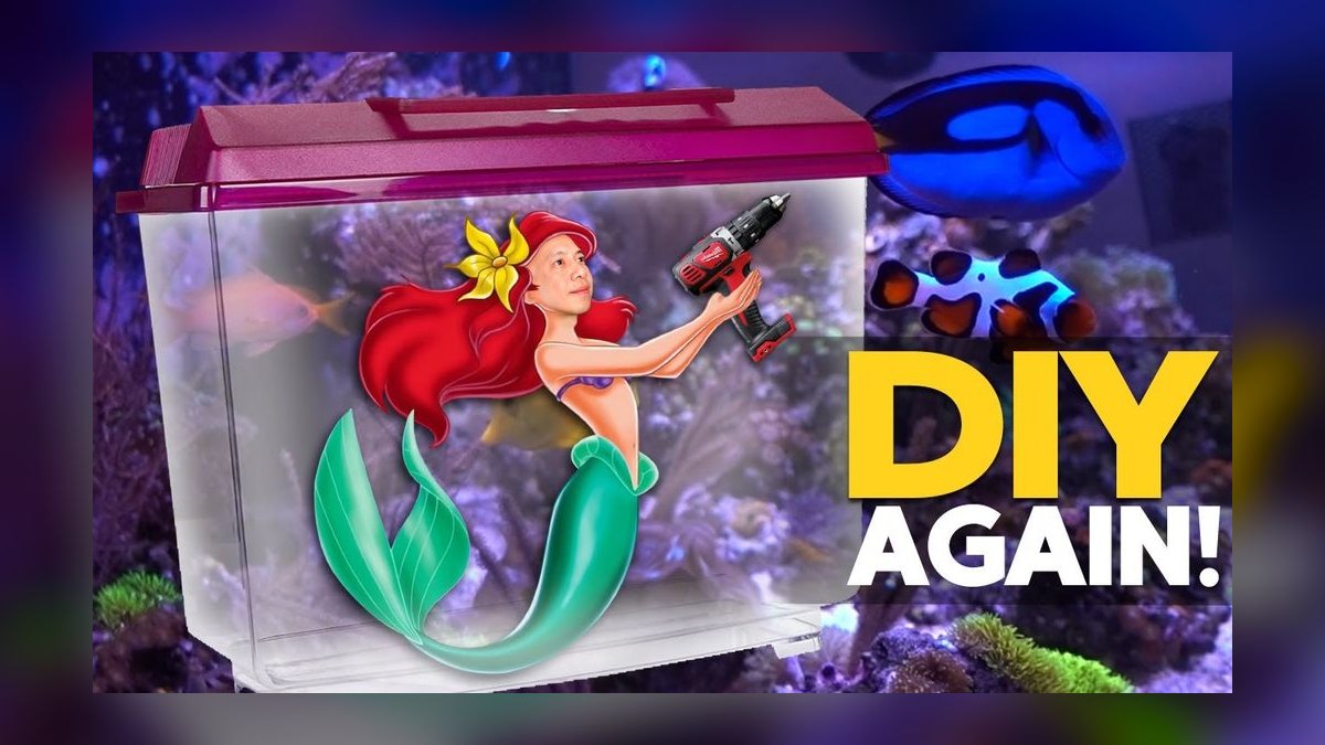 Top 10 Peppermint Shrimp Aiptasia Control 2027 — figure 10
