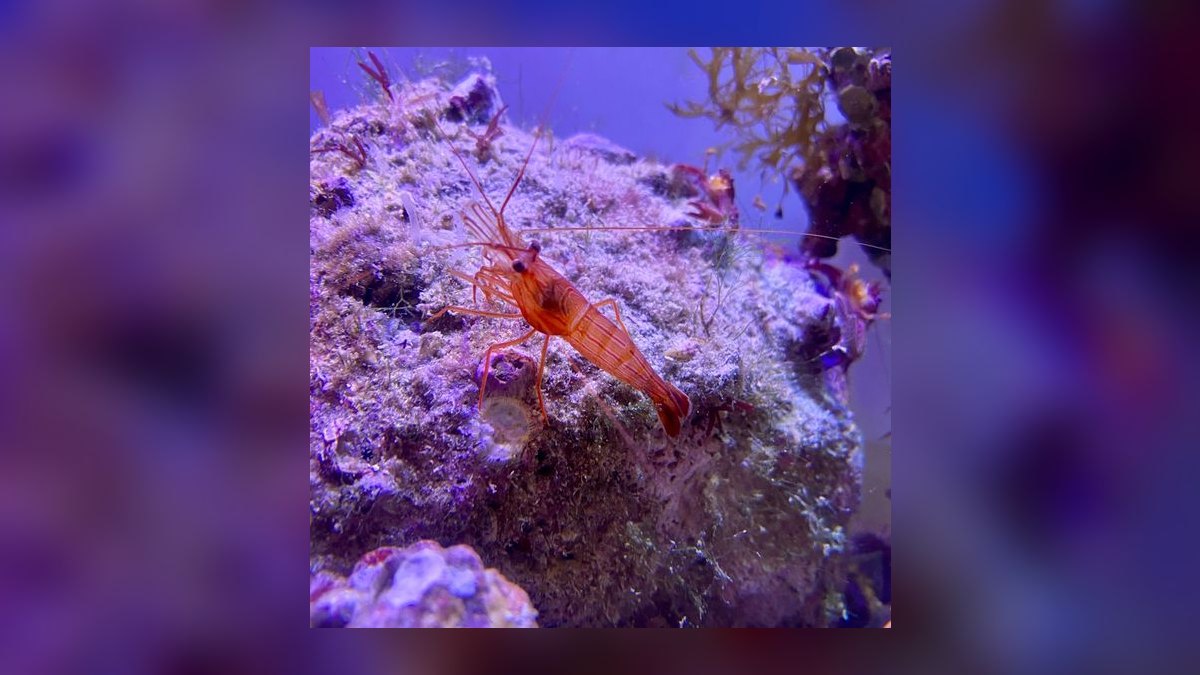 Top 10 Peppermint Shrimp Aiptasia Control 2027 — figure 2