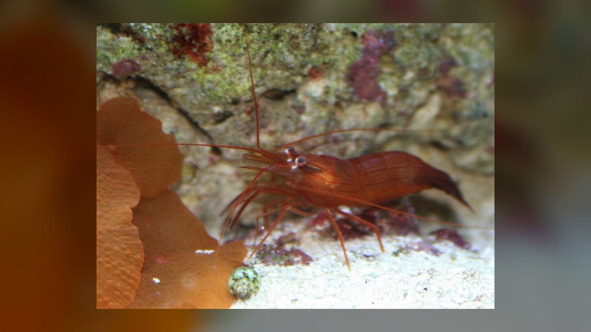 Top 10 Peppermint Shrimp Aiptasia Control 2027 — figure 3