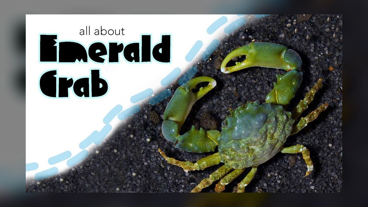Top 10 Emerald Crab Reef Tanks 2027 — figure 1