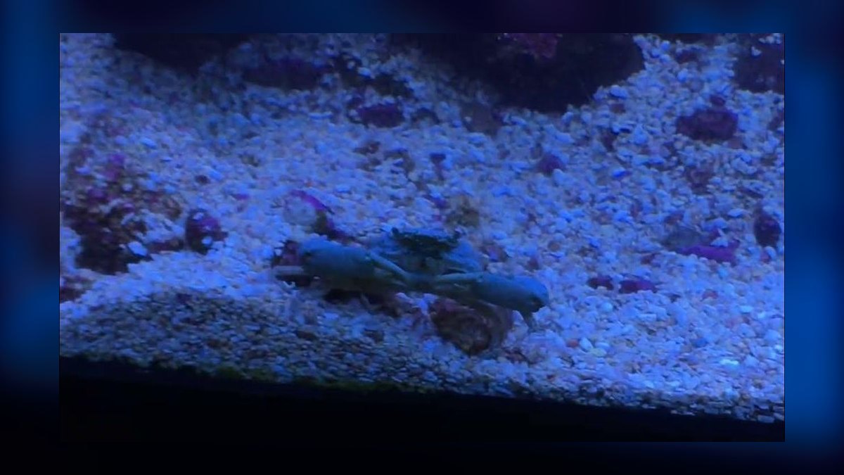 Top 10 Emerald Crab Reef Tanks 2027 — figure 10