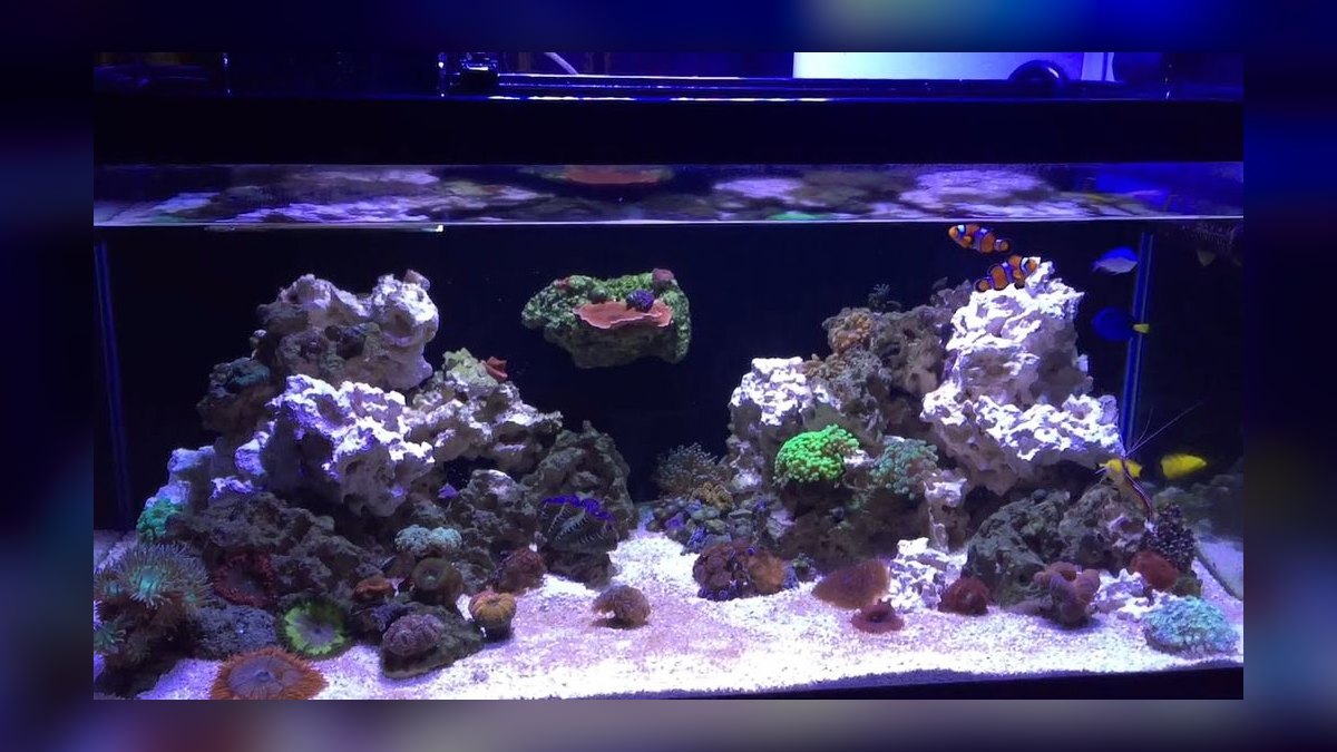 Top 10 Emerald Crab Reef Tanks 2027 — figure 2