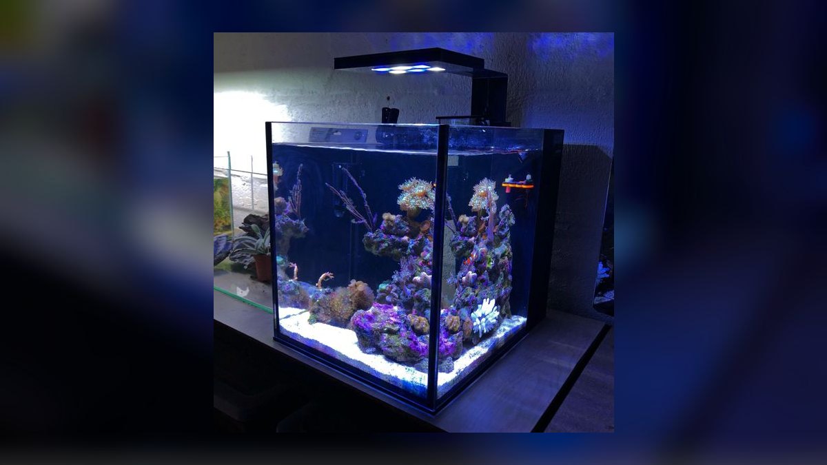 Top 10 Emerald Crab Reef Tanks 2027 — figure 3