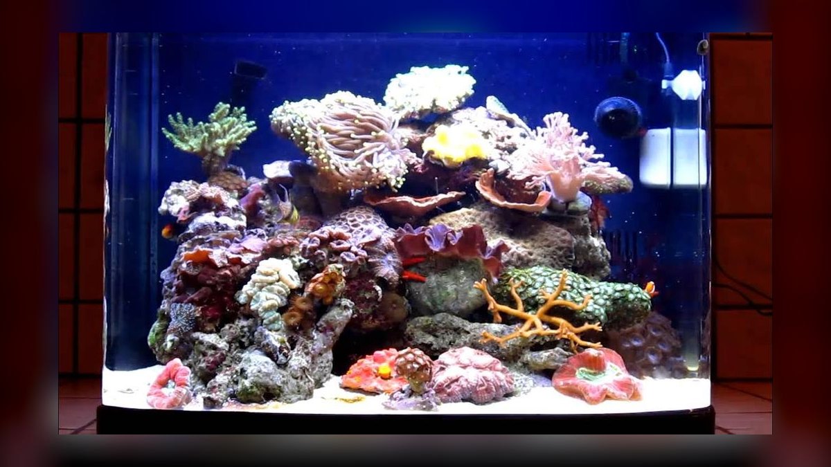 Top 10 Emerald Crab Reef Tanks 2027 — figure 5