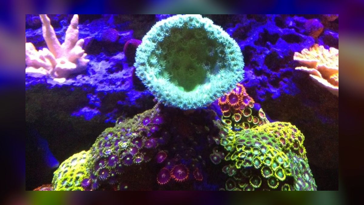 Top 10 Emerald Crab Reef Tanks 2027 — figure 9