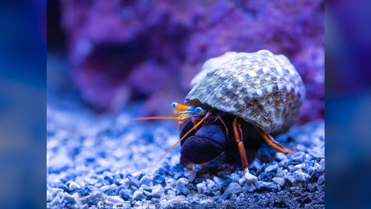 Top 10 Emerald Crab Reef Tanks 2027