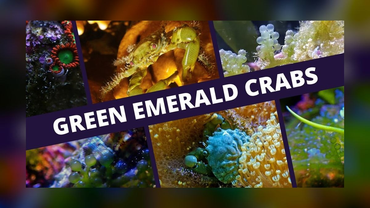 Top 10 Emerald Crab Reef Tanks 2027