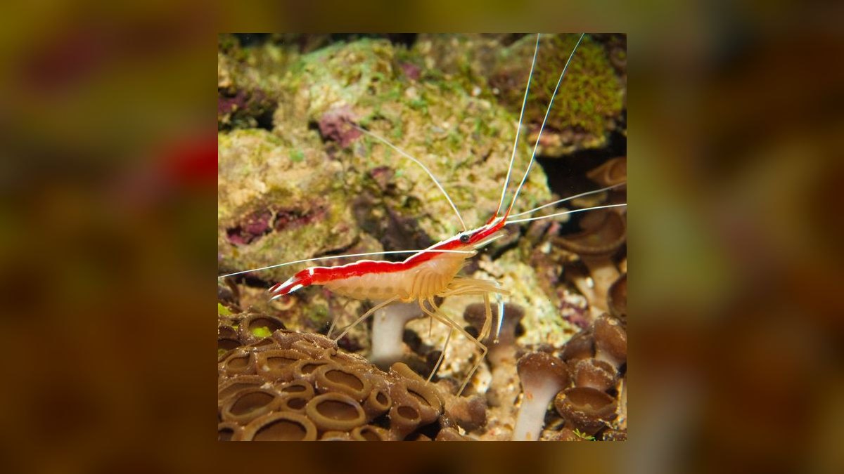 Top 10 Scarlet Skunk Cleaner Shrimp 2027 — figure 4
