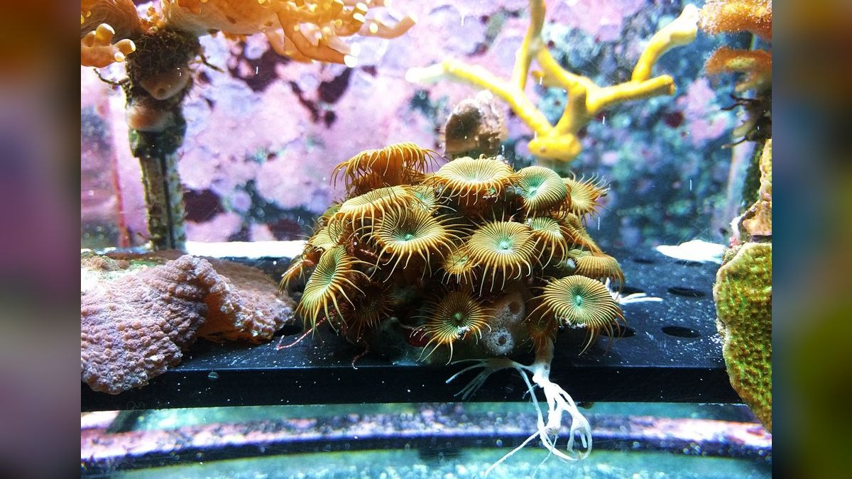 Top 10 LPS Corals for Beginners 2027 — figure 1