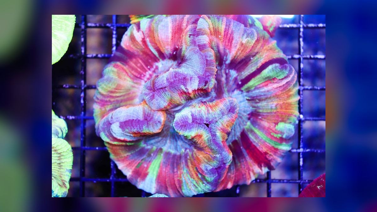 Top 10 LPS Corals for Beginners 2027 — figure 10