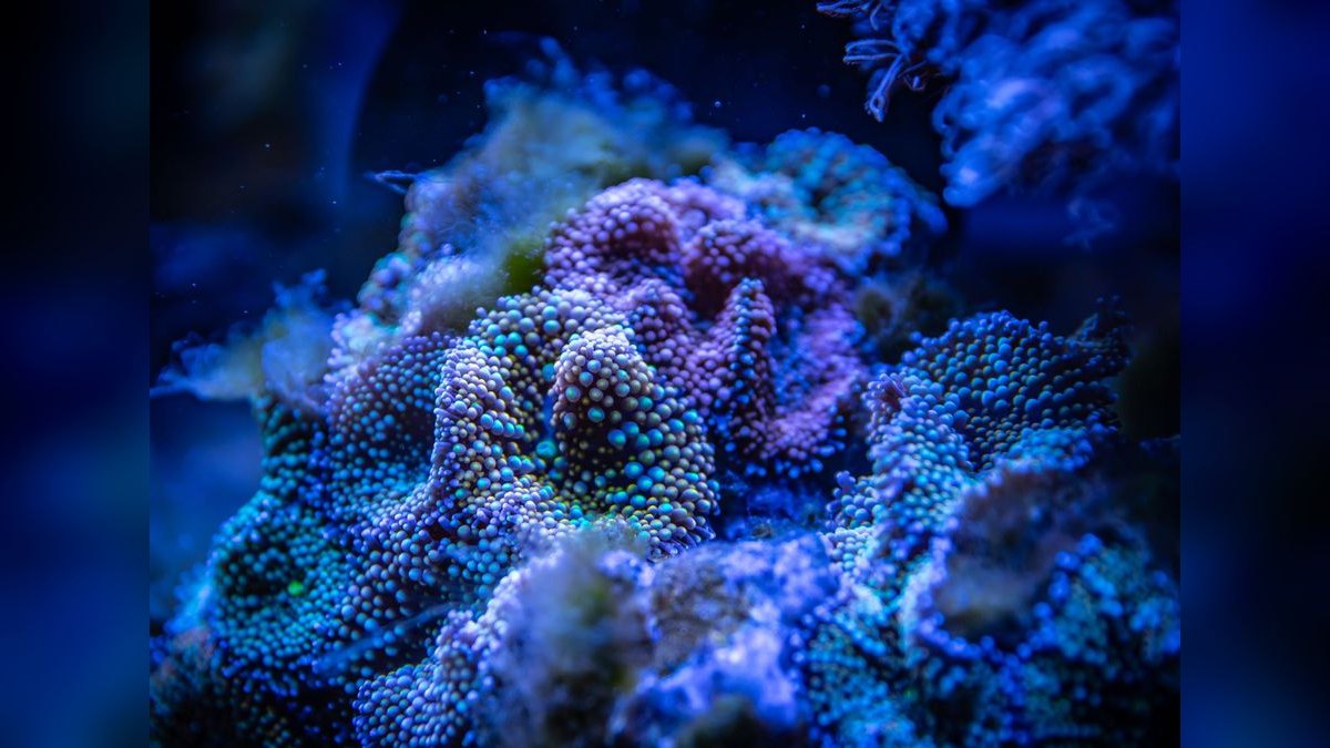 Top 10 LPS Corals for Beginners 2027 — figure 2