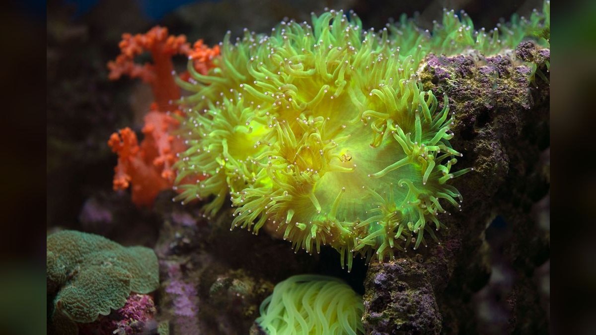 Top 10 LPS Corals for Beginners 2027 — figure 3