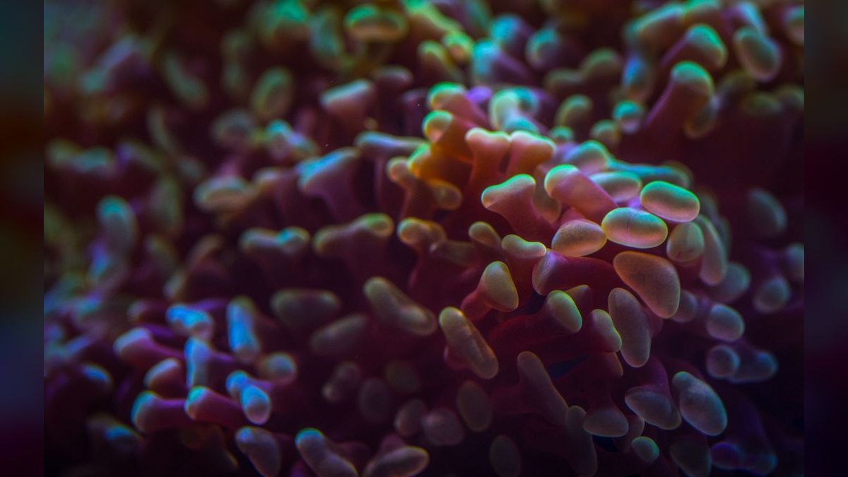 Top 10 LPS Corals for Beginners 2027 — figure 4