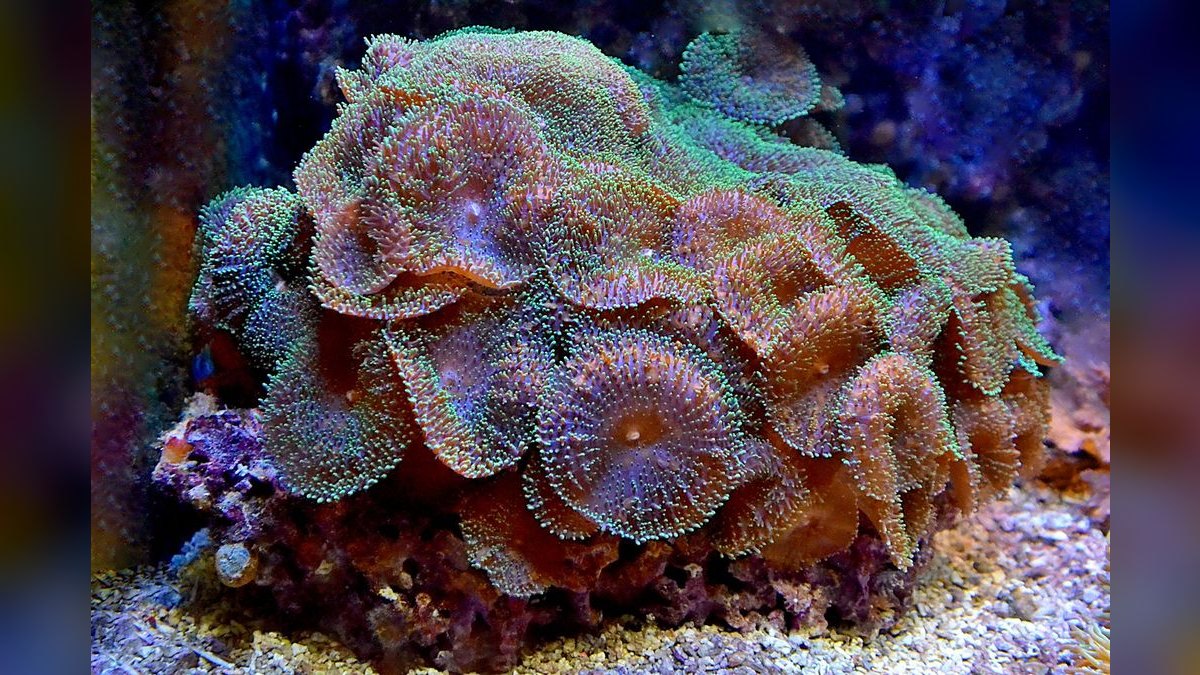 Top 10 LPS Corals for Beginners 2027 — figure 6