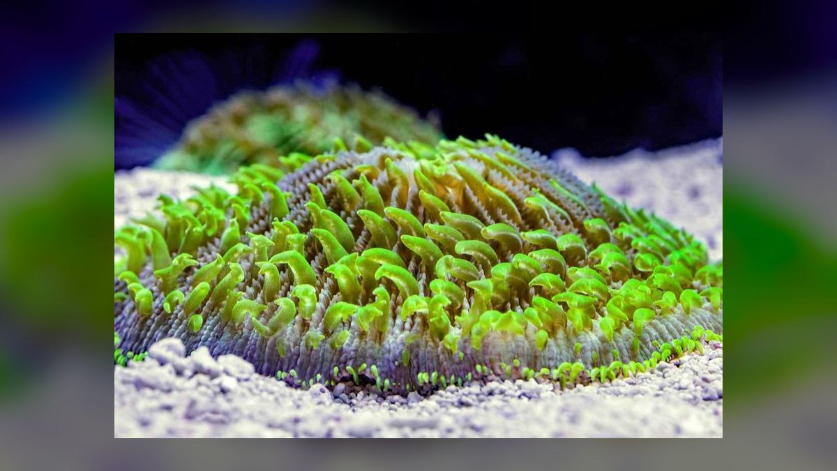 Top 10 LPS Corals for Beginners 2027 — figure 7