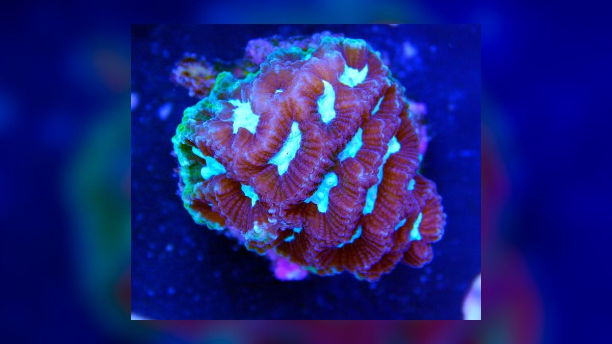 Top 10 LPS Corals for Beginners 2027 — figure 8