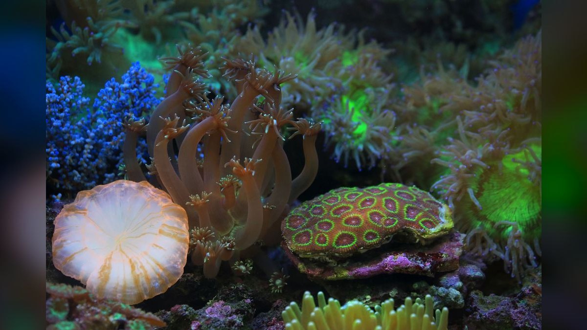 Top 10 LPS Corals for Beginners 2027