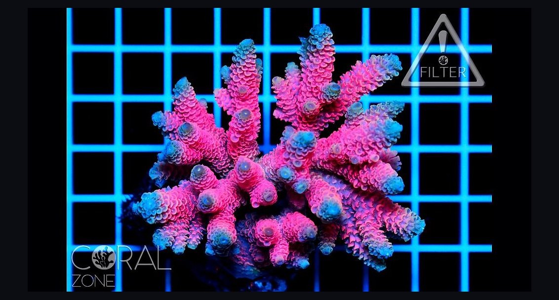 Top 10 SPS Corals for Advanced Reefs 2027