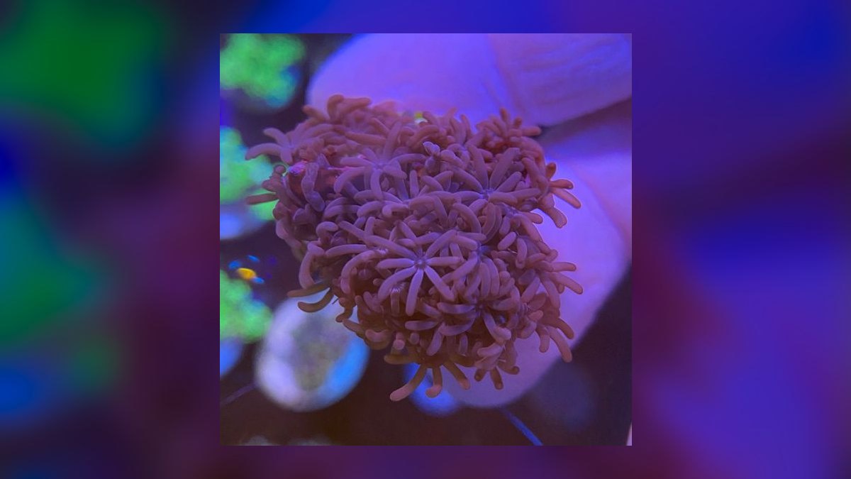 Top 10 Soft Corals for Nano Reefs 2027 — figure 10