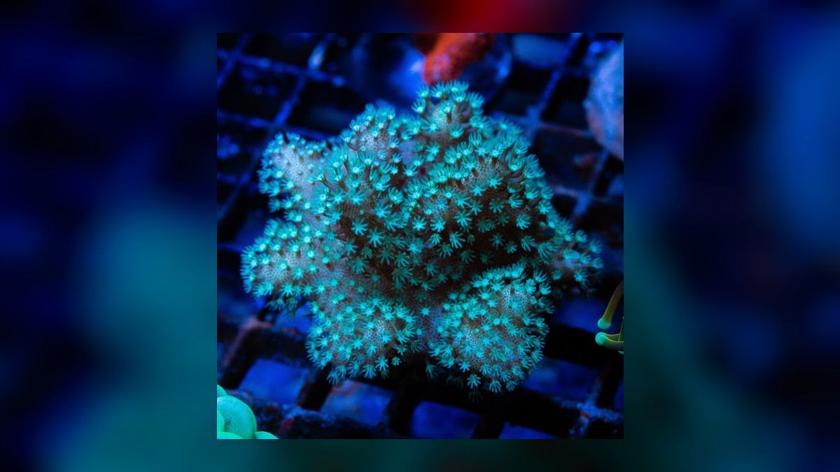 Top 10 Soft Corals for Nano Reefs 2027 — figure 7