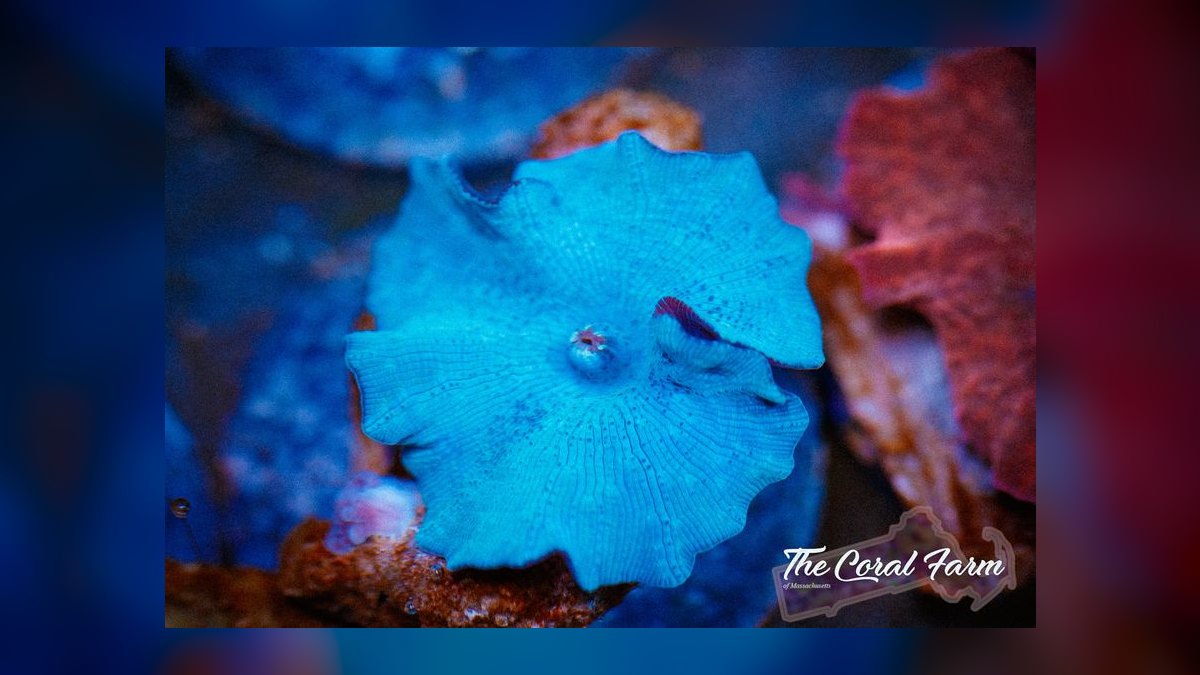 Top 10 Soft Corals for Nano Reefs 2027 — figure 8