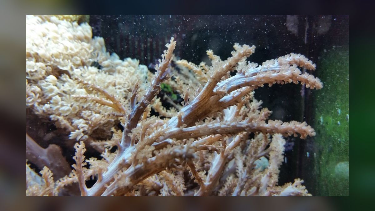 Top 10 Soft Corals for Nano Reefs 2027 — figure 9
