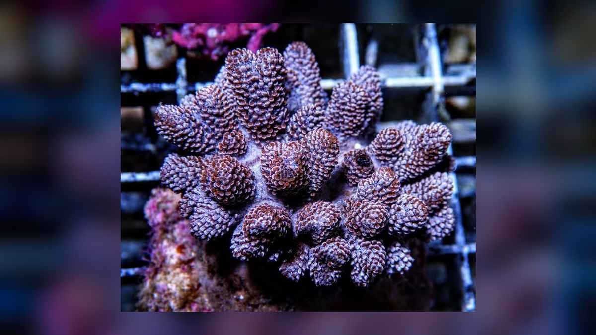 Top 10 Soft Corals for Nano Reefs 2027