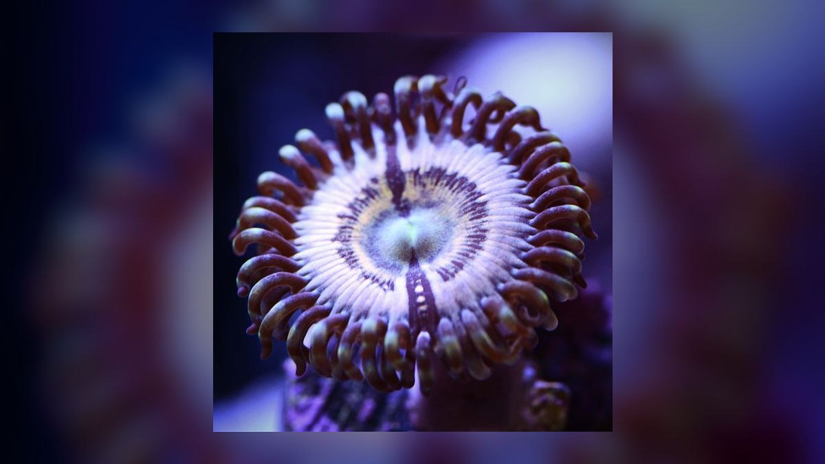 Top 10 Mushroom Corals for Reef Tanks 2027 — figure 1